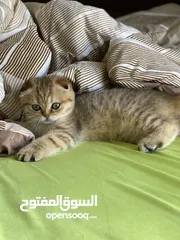  5 قطة سكوتش فولد مكس جولدن تابي جميلة جدا و لعوبة العمر ثلث اشهر متعودة على اليتر بوكس