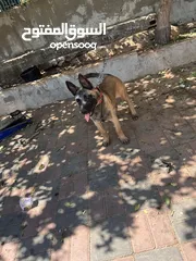  2 كلب بوليسي صغير للبيع