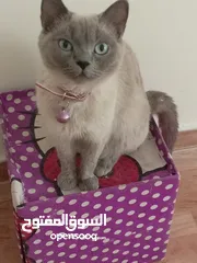  5 قطة كتنز  بيبي قط  كتن  و قطه سيامي شوكلت   بسعر رمزي  شبه تبني للتبني متعوده لتربوكس وداري فود