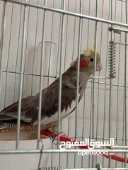  21 يوجد لدي اربع ببغاوات كوكتيل ما في ولا واحد منهم اليف في واحد بس شوي اليف  شاهد الوصف