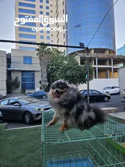  4 فرصة للتميز واقتناء كلب باومارينيوم نادر و مميز