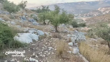  3 1101 متر واد البندوق / البصاصيل