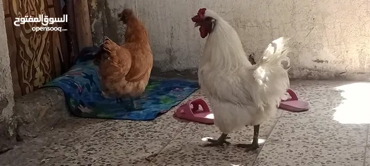  10 دجاجه وديج ماعرف نوعهن اقره الوصف