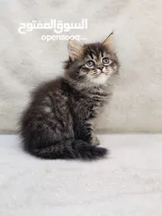  6 قطط شيرازية بيور