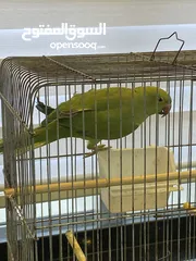  4 ذكر دره جاهز