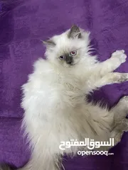  3 هملايا عمر 5 اشهر