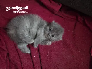  3 أنثى شانشيلا للبيع ...عمر شهر وونص الموقع الزرقاء الجديدة