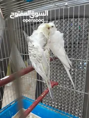  2 موجود جوز حب هوجو روما الفحل ابو فراخ والطيره بكريه الله يبارك لصاحب النصيب