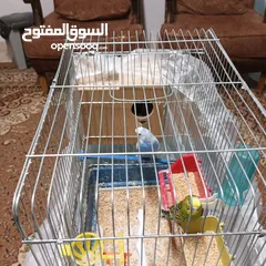  6 بسمله الرحمان الرحيم زوج تحتيهن ثلث فراخ   ويجي معهن ثلاثت أناث واحد ذكر بصلاة على النبي