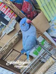  12 ببغاء دره لون ازرق طفره