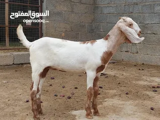  3 شاة باكستانية مع بنتها