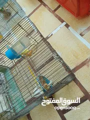  3 عصافير كنار للبيع جواز جاهزه في  اشي مع بيض واشي مش مع بيض وفي فراخ صغار جواز