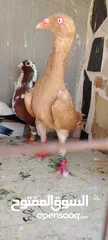  1 خمس فحول ضرب