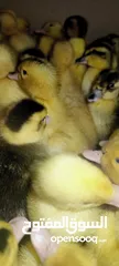  1 بطبوط صار  متوفر عنا