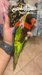  5 ببغاء الوري محجله الطائره حلوه