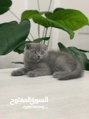  1 قطط سكوتش فولد وستريت  اقل سعر لهاد النوع للجادين فقط