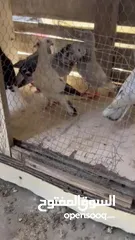  13 فراخ زواجل فطم جديد و7 حبات طيور حمام صواريخ