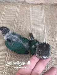  14 فراخ جرين شيك اليفه اقرأ تفاصيل زق يدوي اليفات تركواز  واناناس  ونورمال محجلات من انتاجي