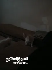  2 بسس للتبني ثلاث بسس