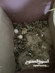  2 جوز حب شغالات وتحتهم بيض