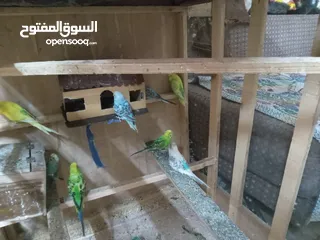  12 طيور الحب نوع البادجي بأحلى الألوان والأصوات