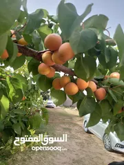  16 منزل البيع