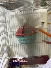  4 طيور جنه للبيع الام واولادها