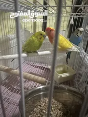  2 2 budgies and one love bird