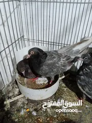  3 جوز حمام قلاب لوت نخب للبيع