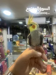  9 كوكتيل اليف فحل عليه عرض