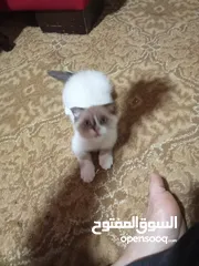  5 قط سكوتش فولد للبيع