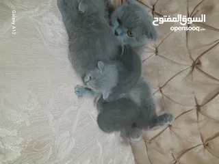  8 قطط سكواتش فولد  الام والاب  نفس الفصيله الاذن  قصيره   لس لم يتم الفطام البيع الام  والاولاد