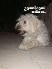  2 كلب مالتيز