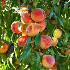  17 جميع انواع الاشجار  وفريق لصيانة وتنسيق جميع الحدائق والأشجار