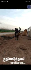  6 كلب شرس دم حامي. للبيع او للبدل