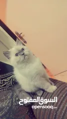  4 انثى شيراز هملايا عمر شهرين وذكر هملايا اورانج عمر 3شهور