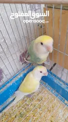  1 جوز روز منتج حجم و صحه و نظافه و ريش