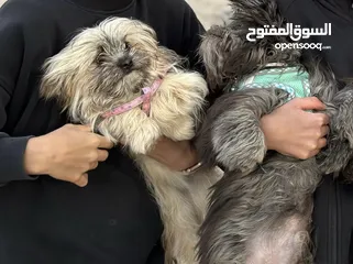  2 كلاب هايفينيز ذكر وانثى للبيع عمر 10 شهور  مطعمين