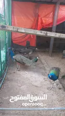  2 طاووس  للبيع