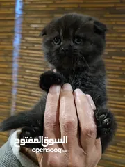  8 قطط سكوتش فولد مميزة للبيع ب سعر مغري جدا
