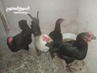  6 دجاج بلدي بياض للبيع