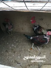  25 متوفر لزبائنها الكرام / زغاليل بلدي للاكل/ حمام فرنسي للذبح / ارانب نخب اول التفاصيل بالوصف