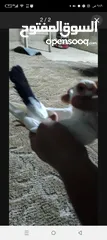  1 فحل كويز  اسود عبارة عن لعبه