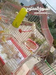  22 عصافير كنار للبيع جواز جاهزه في  اشي مع بيض واشي مش مع بيض وفي فراخ صغار جواز