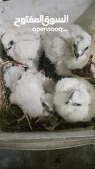  5 طيورالباز اليفات زق يدوي