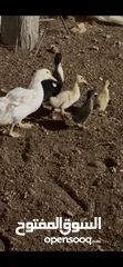  2 بط من صغير لا كبير الي بدك اياه اشي فخم