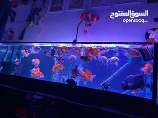  1 Aquarium and fish