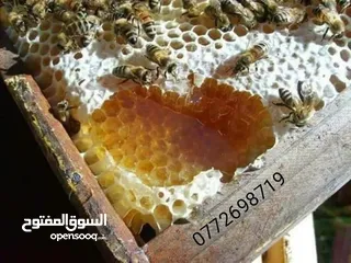  28 عسل طبيعي بلدي اصلي مضمون ومكفول 100٪؜ من مناحلنا