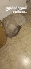  4 قط هملايا للبيع
