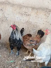  4 دجاج نضيف صحي بيض